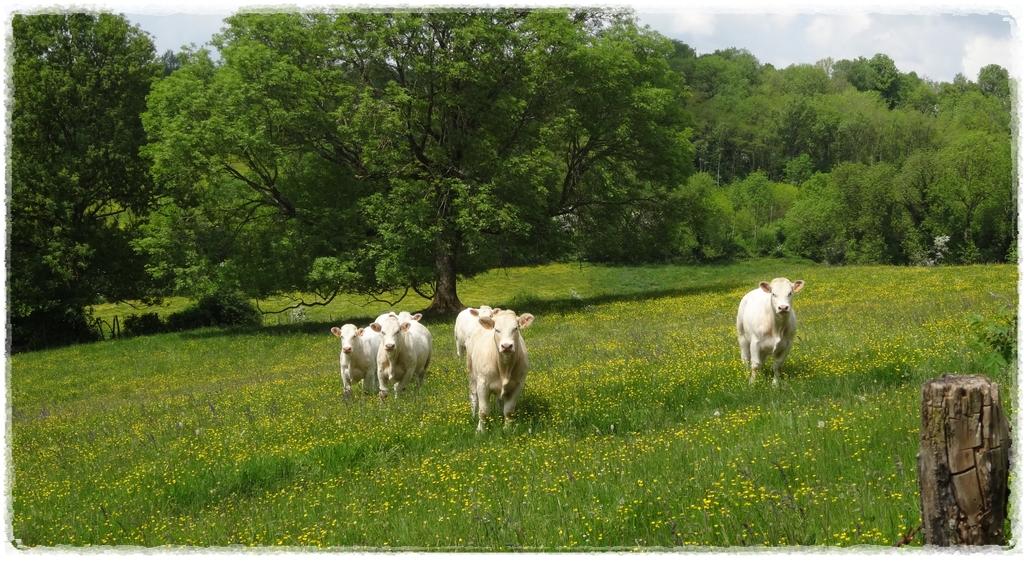 Bellenot-sous-Pouilly